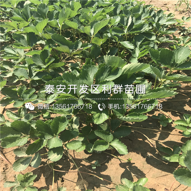 巧克力草莓苗出售、巧克力草莓苗價(jià)格
