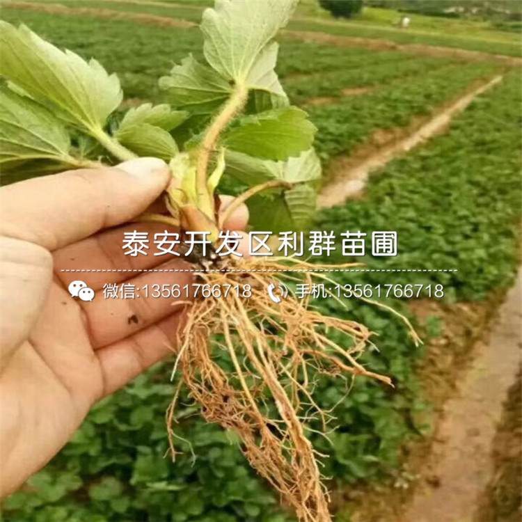 新品种白草莓苗、白草莓苗多少钱一棵