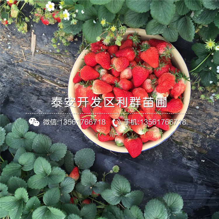新品种白草莓苗、白草莓苗多少钱一棵