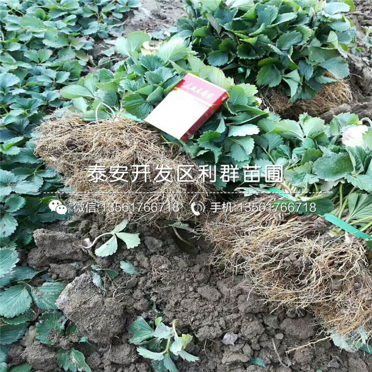 一棵牛奶草莓苗、一棵牛奶草莓苗多少钱