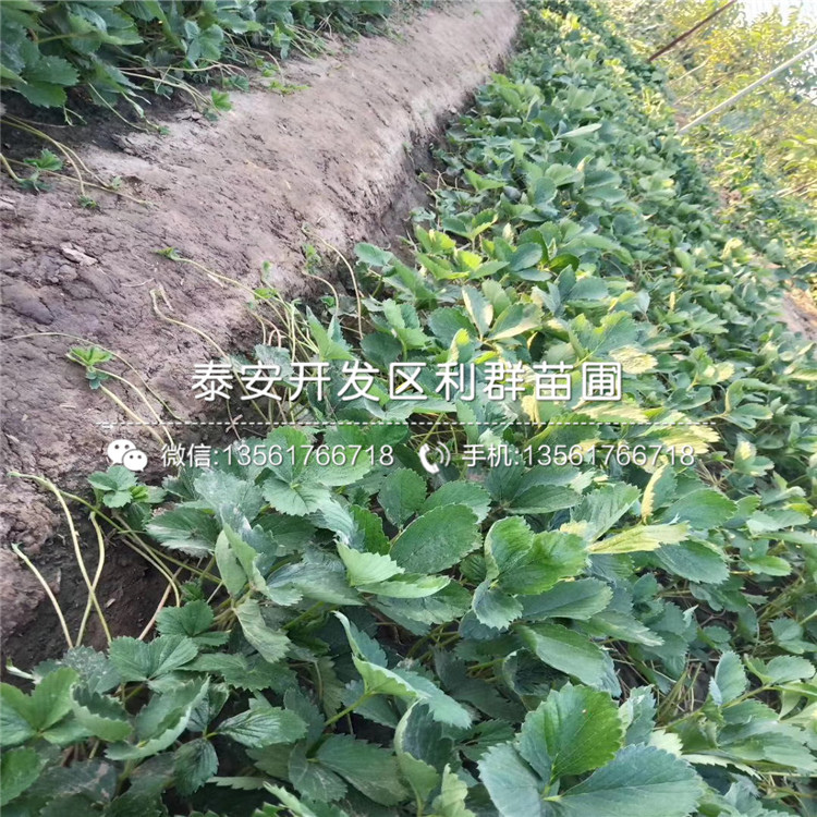 阿尔比草莓苗价格、阿尔比草莓苗批发