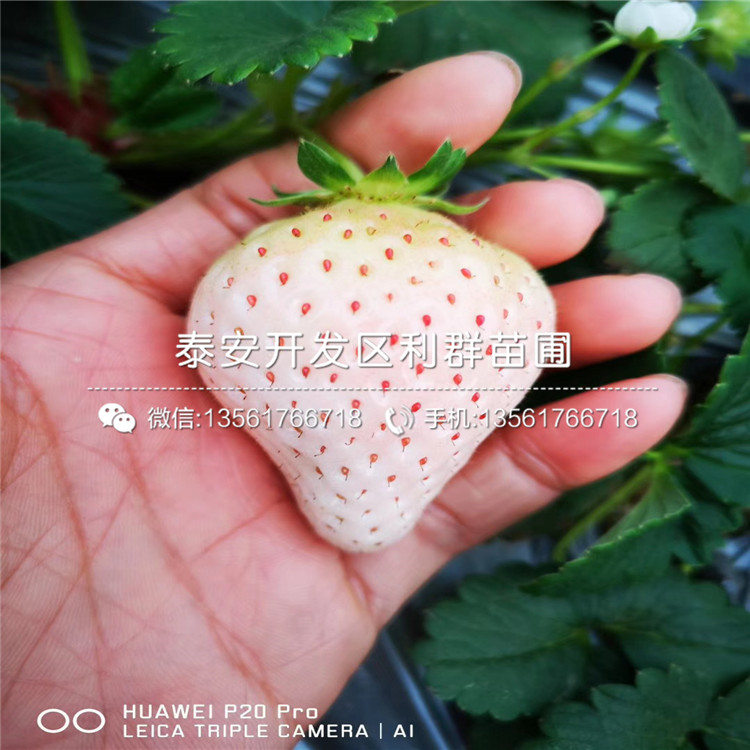 寧玉草莓苗、寧玉草莓苗品種