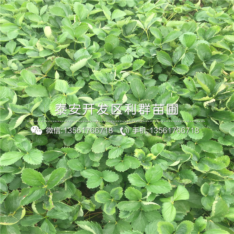 山東紅頰草莓苗、山東紅頰草莓苗基地
