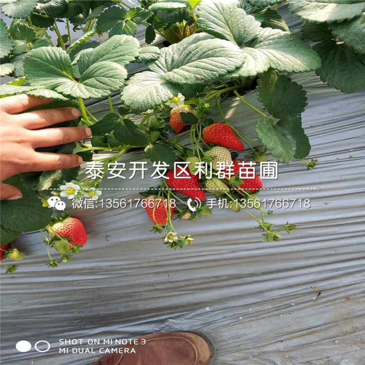 蒙特瑞草莓苗批發(fā)價格、蒙特瑞草莓苗多少錢一棵
