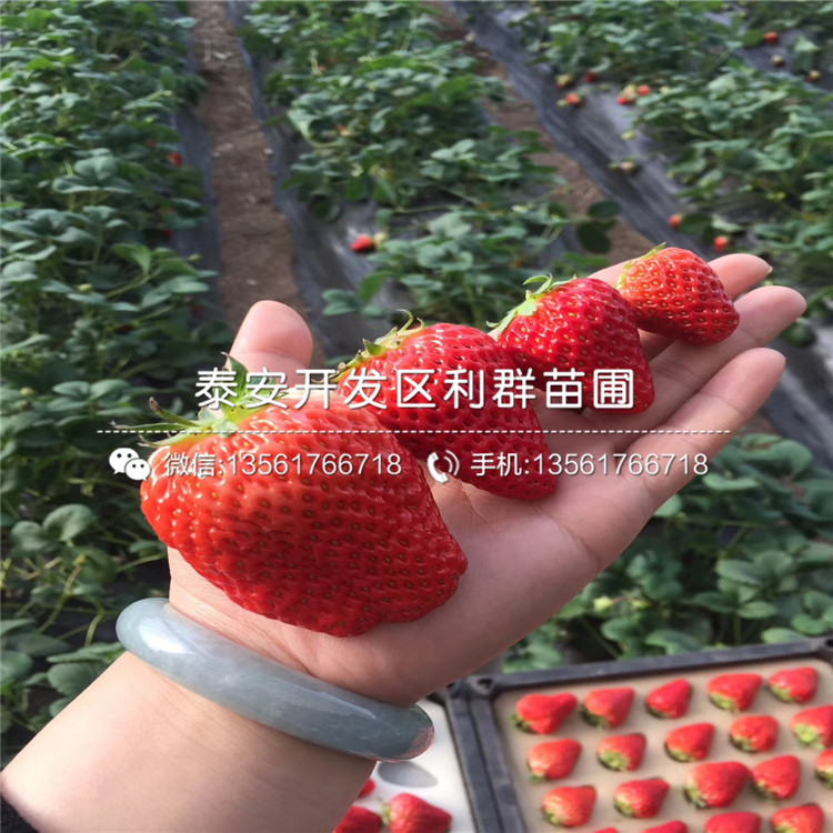 2019年小白草莓苗价格及报价