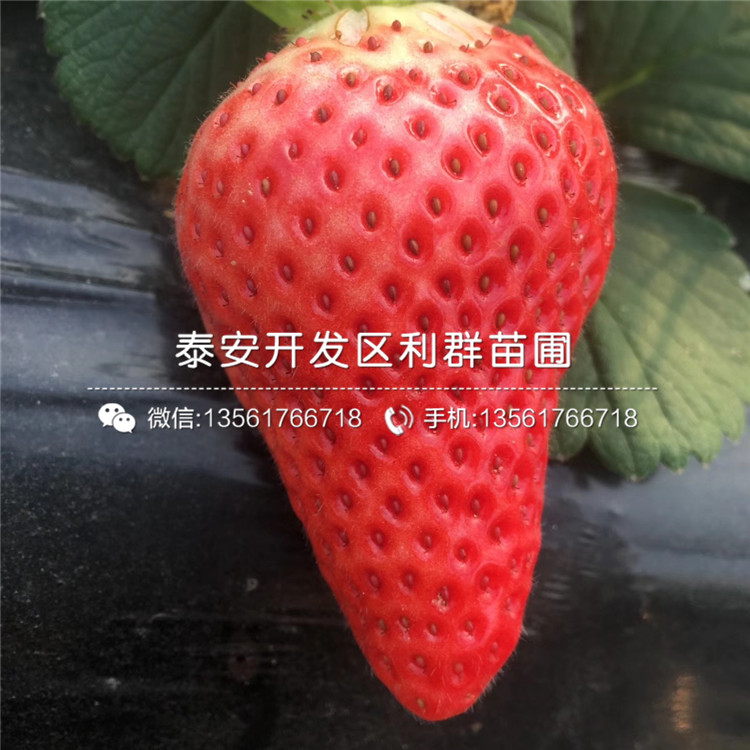 大棚草莓苗价格、大棚草莓苗基地