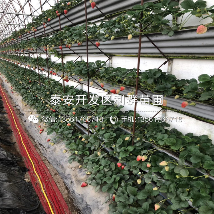 一棵白雪公主草莓苗、一棵白雪公主草莓苗多少錢