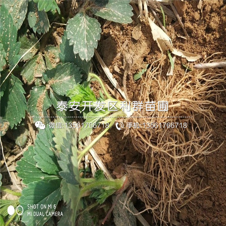 哪里有賣(mài)四季草莓苗的、2019年四季草莓苗多少錢(qián)一棵
