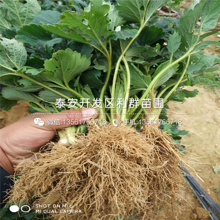 2019年久香草莓苗、2019年久香草莓苗價格