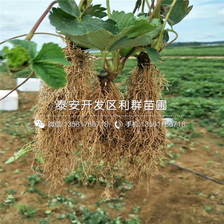 山東京桃香草莓苗、山東京桃香草莓苗批發(fā)基地