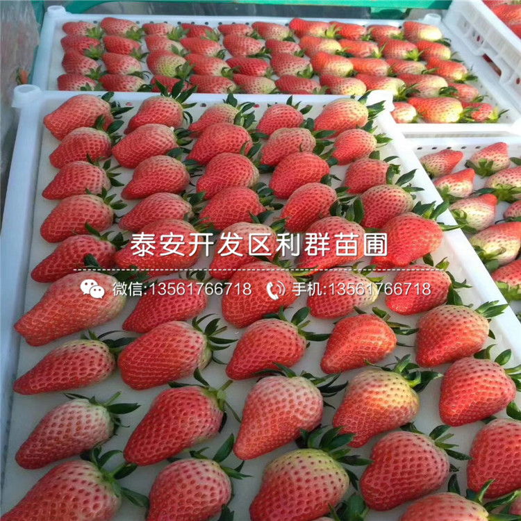紅臉頰草莓苗基地