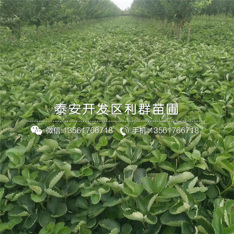 脫毒草莓苗