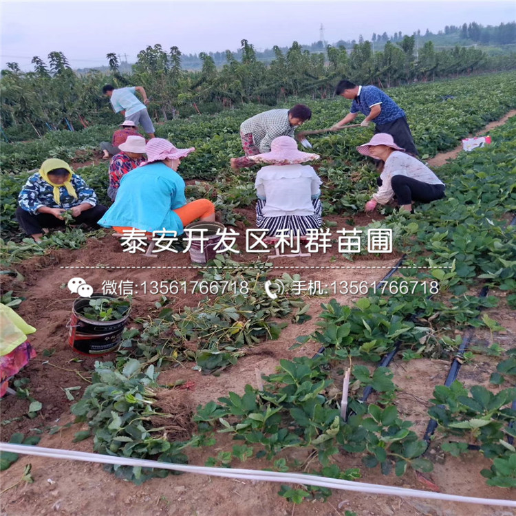 艾爾巴草莓苗、艾爾巴草莓苗多少錢