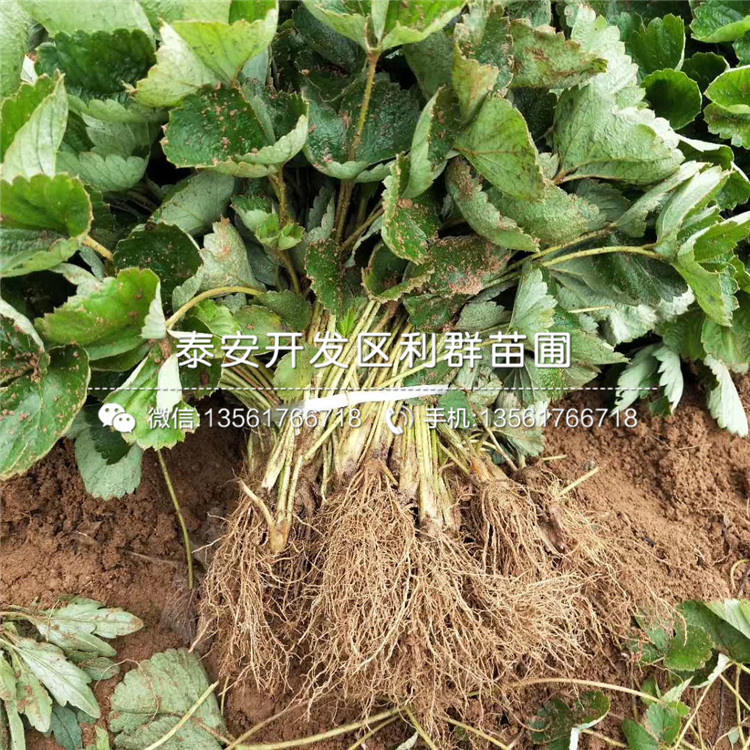 山東達(dá)賽萊克特草莓苗、山東達(dá)賽萊克特草莓苗多少錢