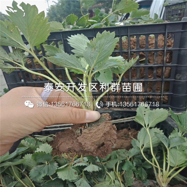 阿尔比草莓苗价格、阿尔比草莓苗批发