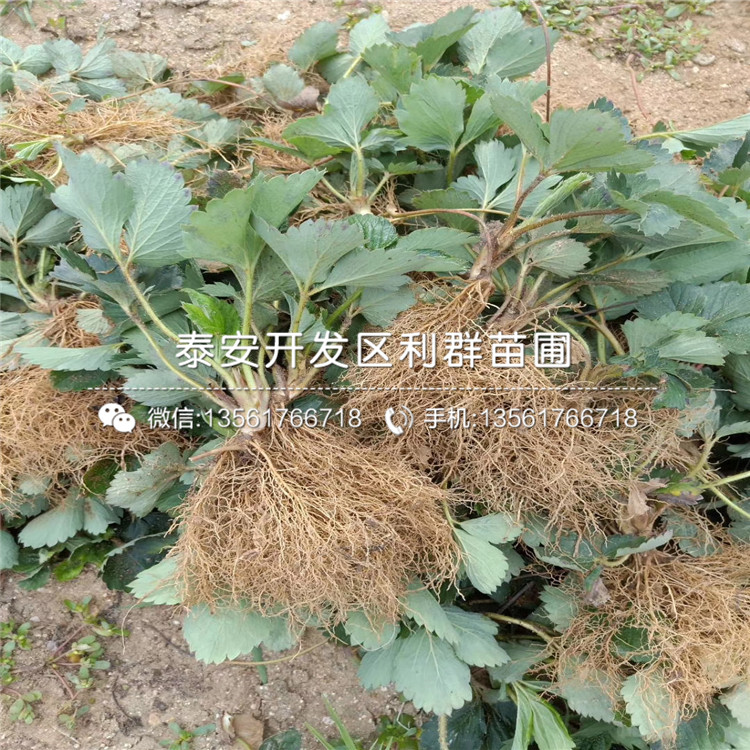 新品种桃熏草莓苗、桃熏草莓苗多少钱一棵