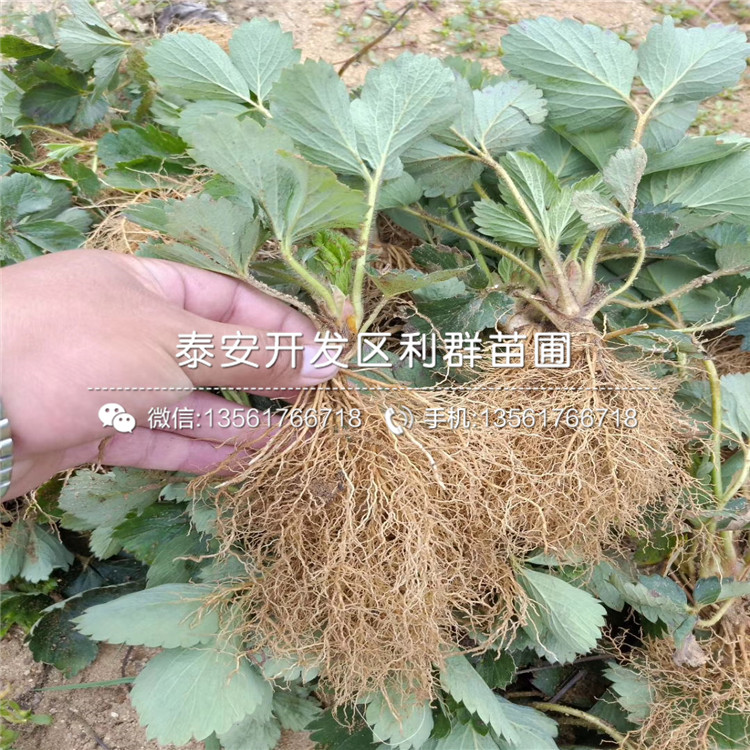 妙香七号草莓苗多少钱一株