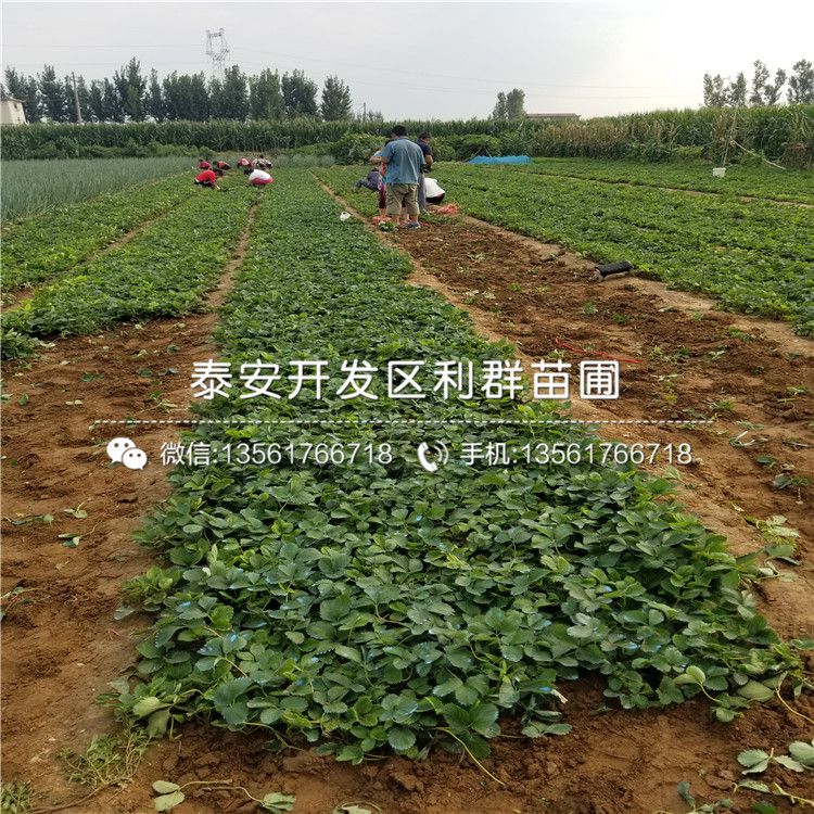 貴妃草莓苗批發(fā)基地、貴妃草莓苗多少錢一棵