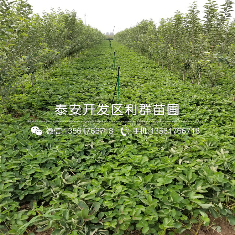 貴妃草莓苗價(jià)格