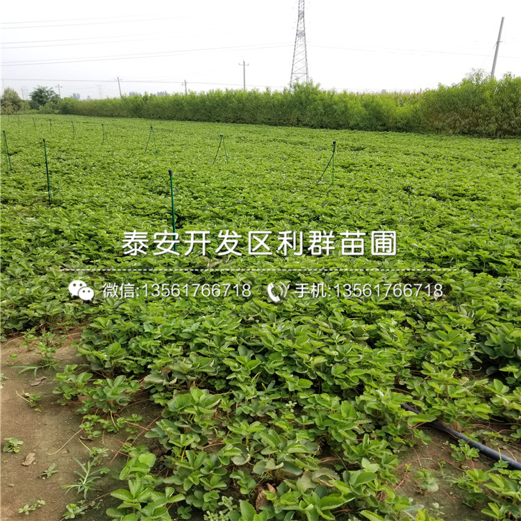 白雪天使草莓苗價(jià)格走勢(shì)