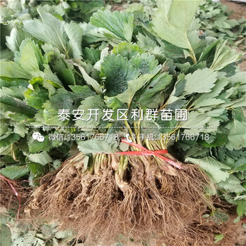 阿妈奥草莓苗多少钱