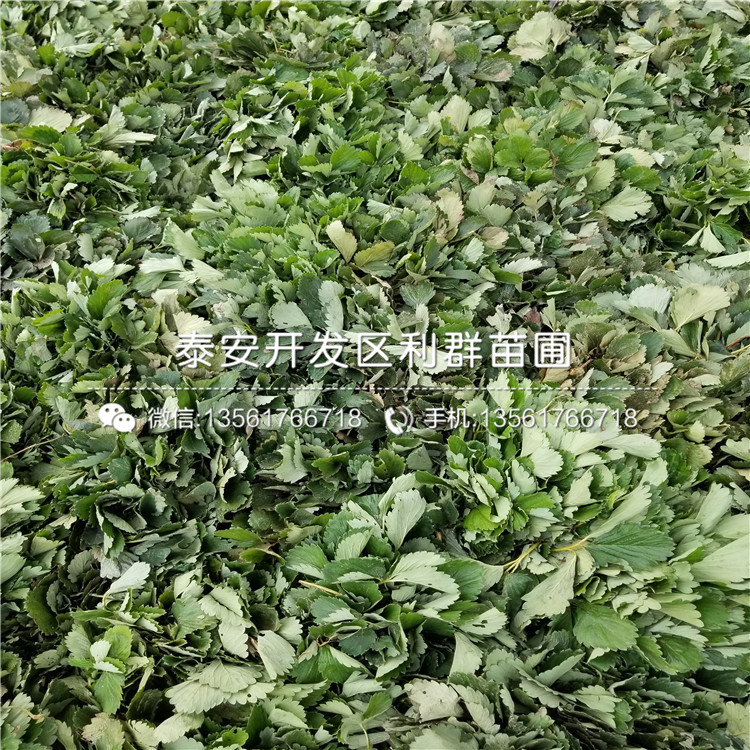 出售草莓苗价格、出售草莓苗多少钱一棵