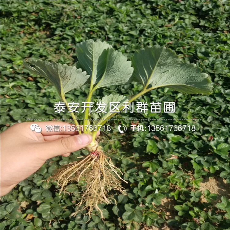 哪里有達賽草莓苗出售、達賽草莓苗多少錢一棵