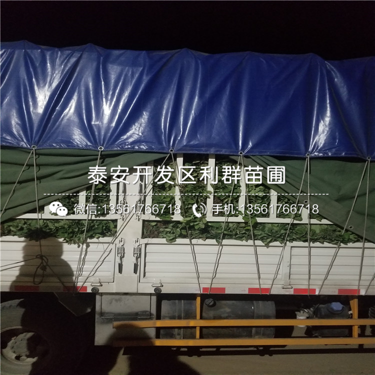 日本一號草莓苗、日本一號草莓苗批發(fā)基地
