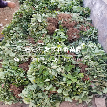 明晶草莓苗报价、明晶草莓苗价格