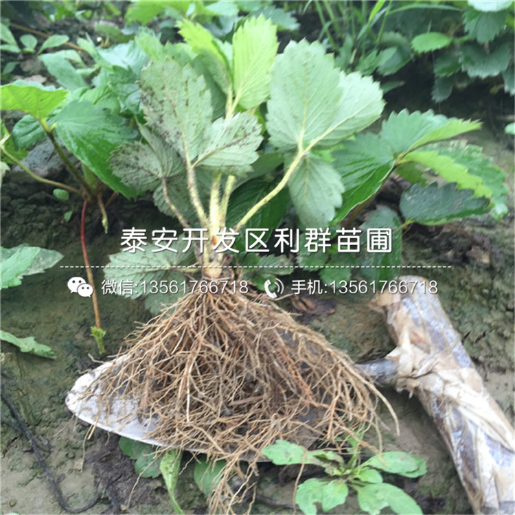 豐香草莓苗批發(fā)價(jià)格、豐香草莓苗多少錢(qián)一棵