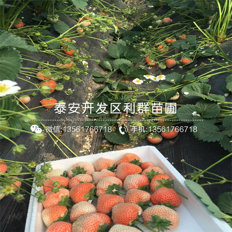妙香7號草莓苗價格、妙香7號草莓苗多少錢一棵
