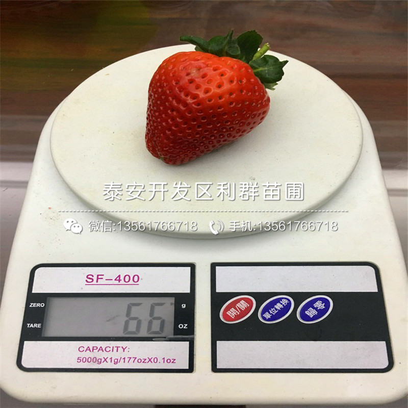 森嘎拉草莓苗、森嘎拉草莓苗多少錢一棵
