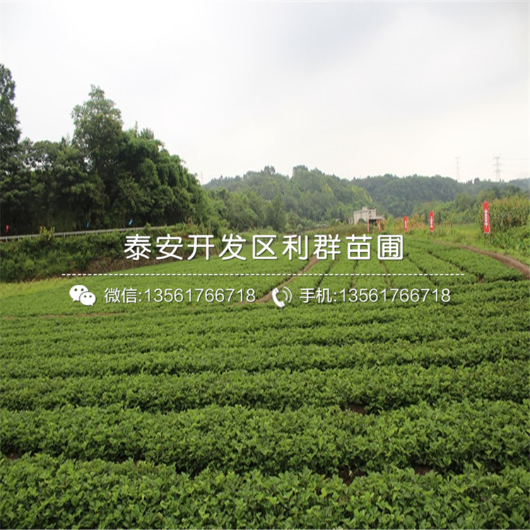 2019年京郊小白草莓苗、京郊小白草莓苗多少錢一棵