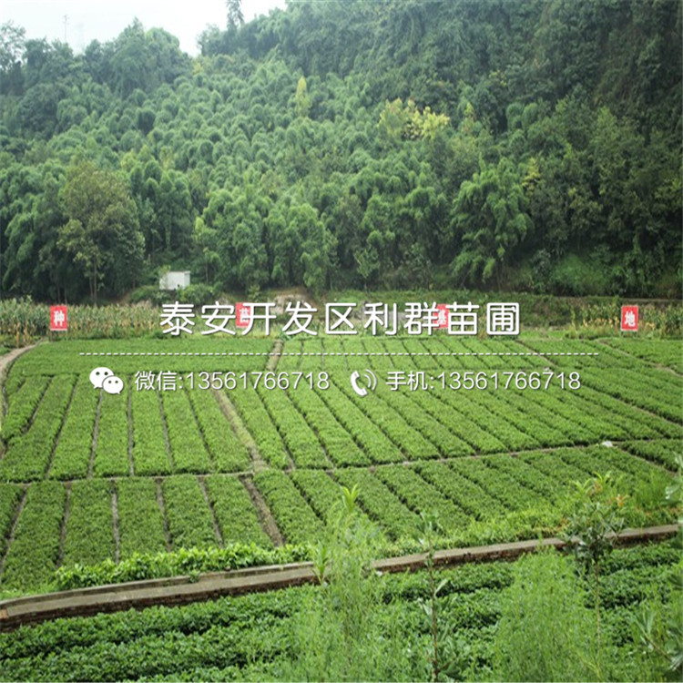 櫪乙女草莓苗新品種