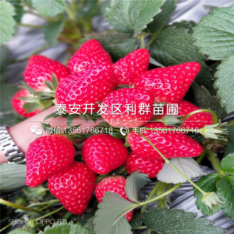 红颜草莓苗哪里有卖、红颜草莓苗多少钱一棵