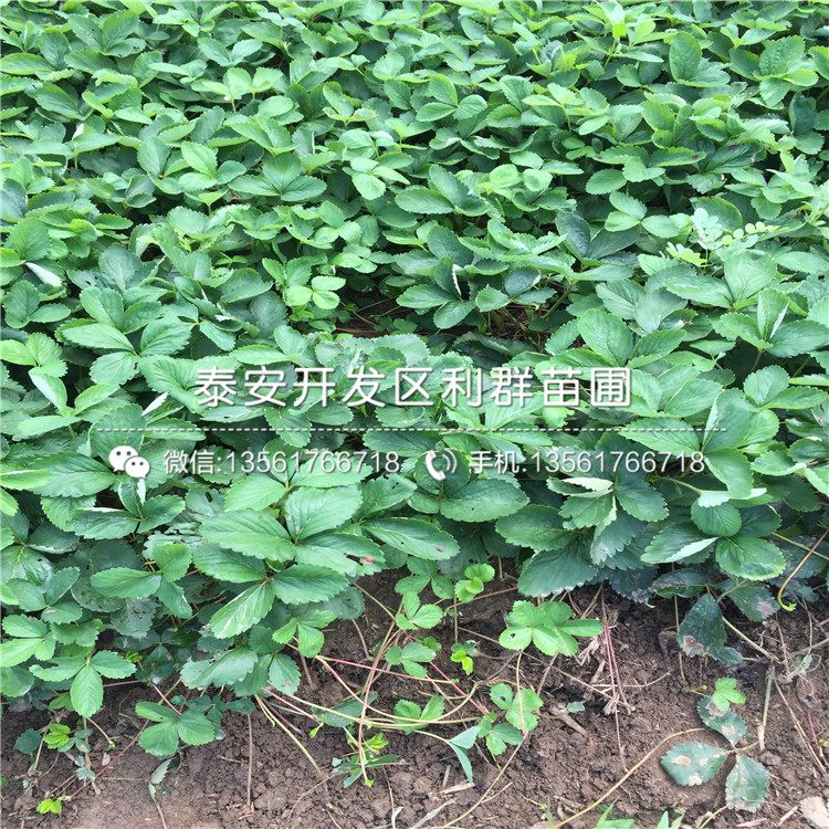 土特拉草莓苗、土特拉草莓苗基地