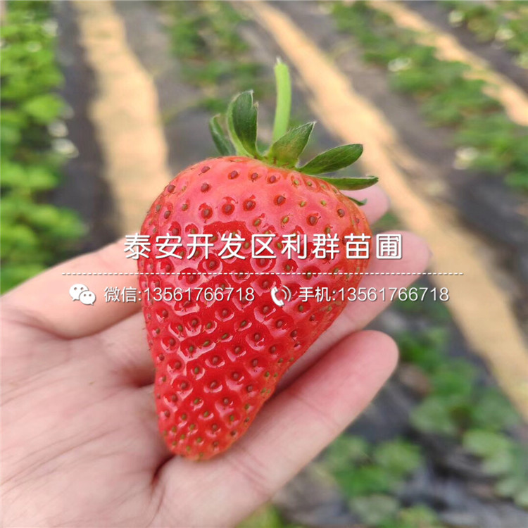 山東阿媽奧草莓苗、山東阿媽奧草莓苗出售