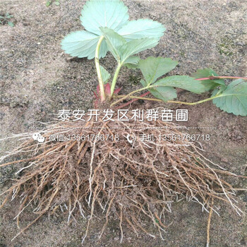 艾爾巴草莓苗哪里便宜、艾爾巴草莓苗價格是多少