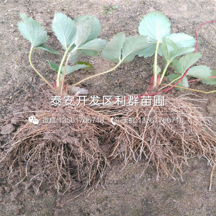 哪里有牛奶草莓苗出售、牛奶草莓苗多少錢一棵