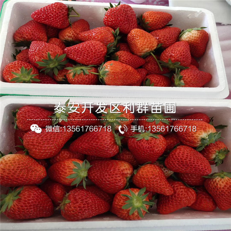 美德萊特草莓苗、美德萊特草莓苗多少錢一棵