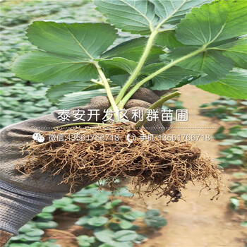 京承香草莓苗價格及報價