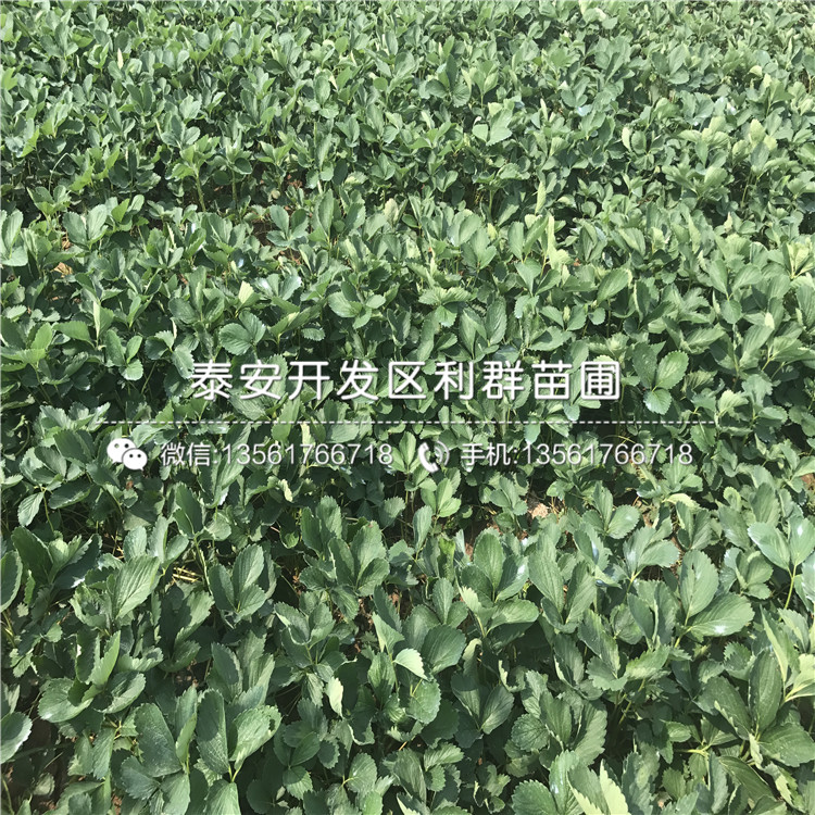 德馬草莓苗、德馬草莓苗品種