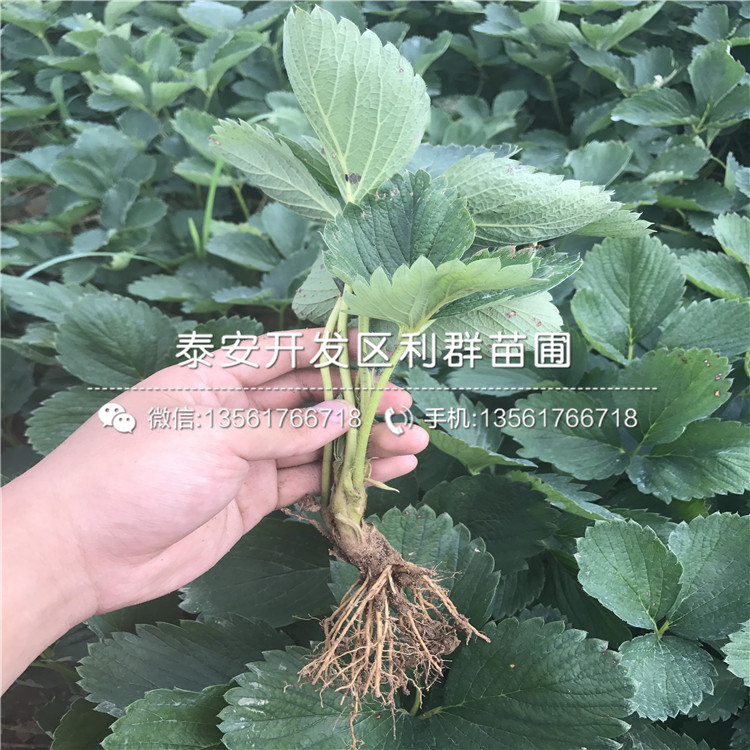 出售明日香珍珠草莓苗、明日香珍珠草莓苗多少錢一棵
