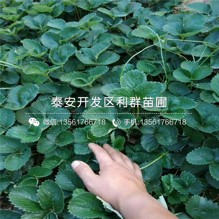 大白草莓苗、大白草莓苗出售價格