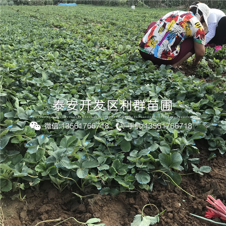 2019年拉松草莓苗價格、拉松草莓苗多少錢一棵