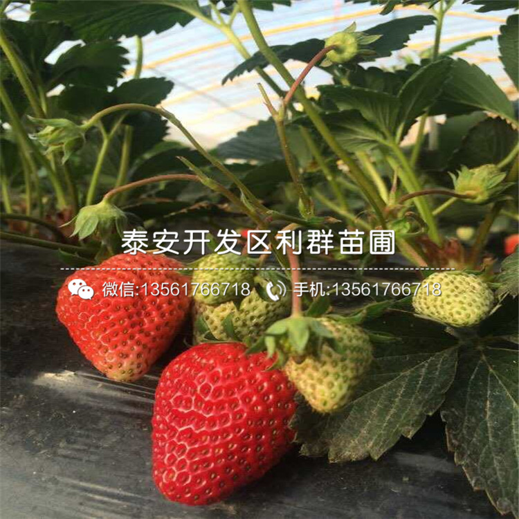 新品种甜查理草莓苗、甜查理草莓苗多少钱一棵