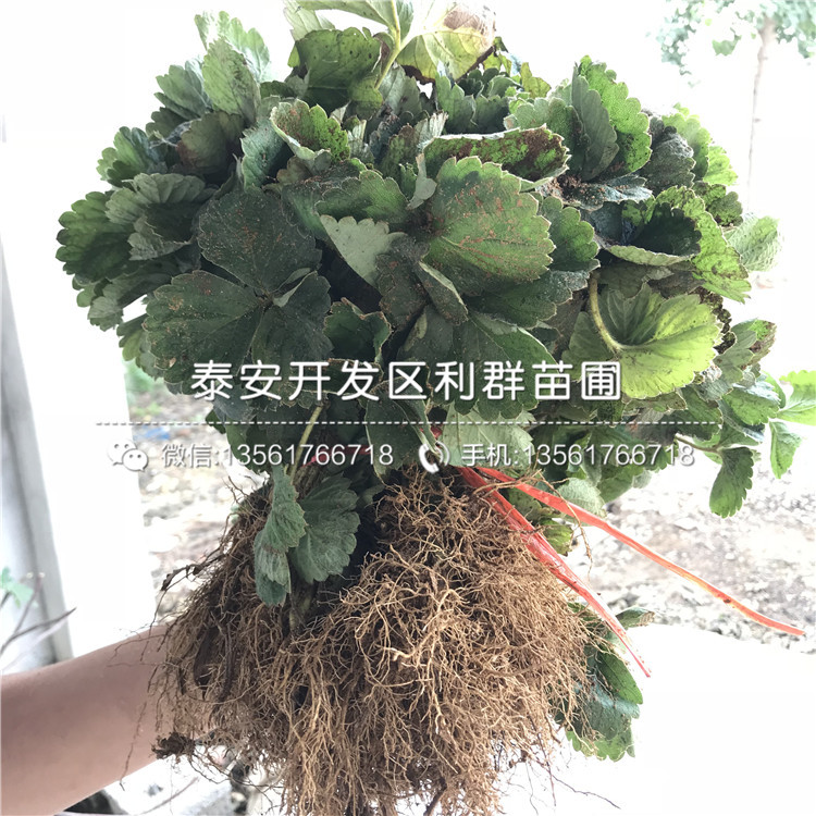 爱莎草莓苗新品种