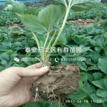 紅花草莓苗
