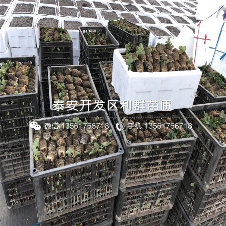 初戀草莓苗、初戀草莓苗出售價(jià)格