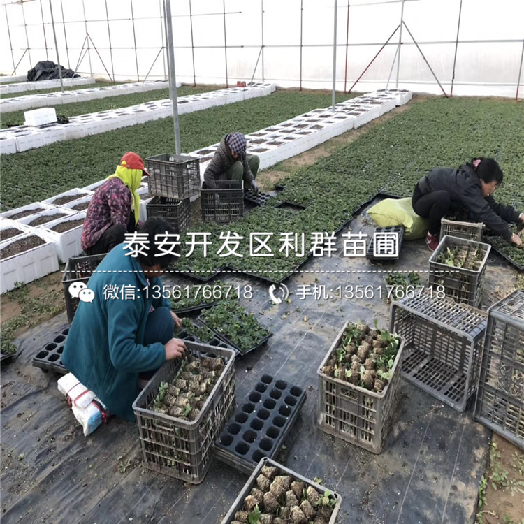 出售紅夏草莓苗、紅夏草莓苗多少錢一棵